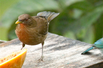 clay colored robin: with all its stunning choices, why did Costa Rica pick this as their national bird?