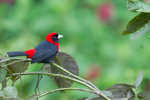 crimson-collared tanager