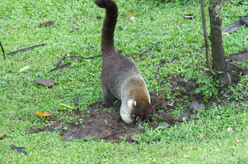 digging, as all good coatis should