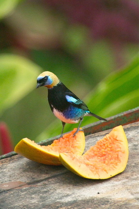 golden-hooded tanager