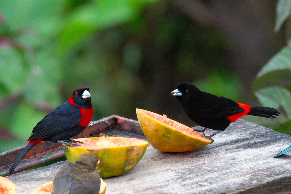 comparison of crimson-collared (left) and Passerini's tanagers