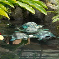mock turtles at the hotel
