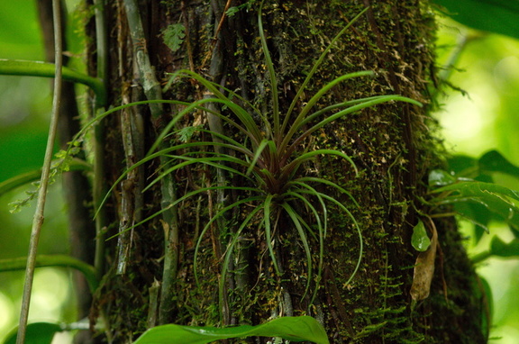 Spidery epiphyte