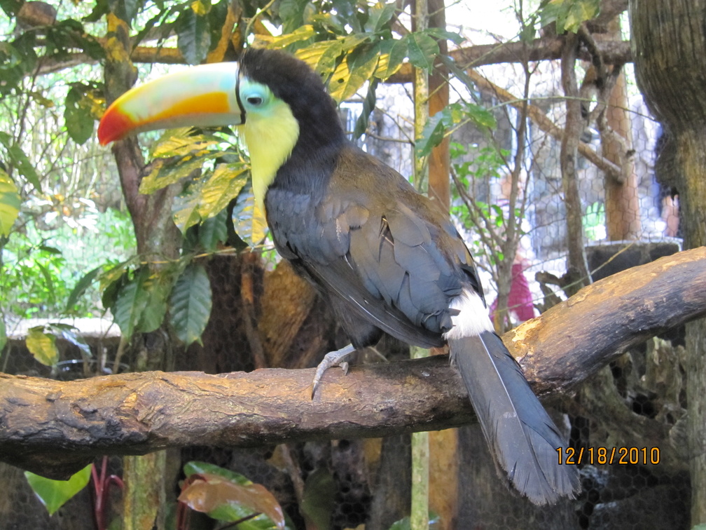 who can? a toucan!
