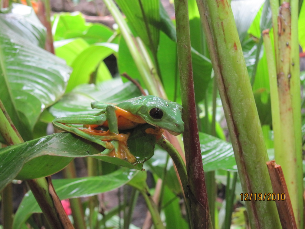 tree frog