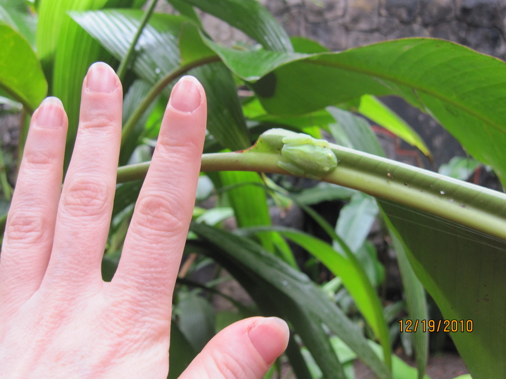 this looks like a perspective shot, but it isn't. Lis's hand is right next to the frog