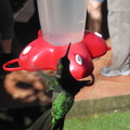 hovering is what hummingbirds do best