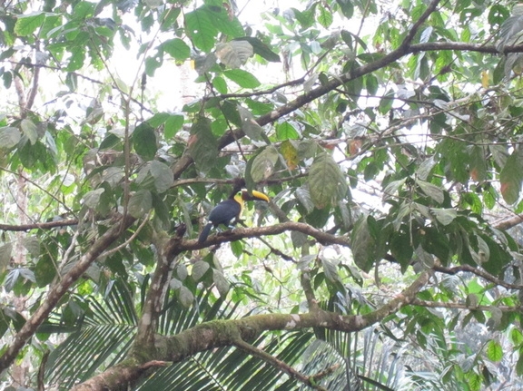 toucan in the tree