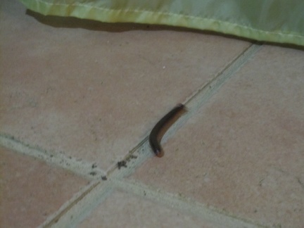 uninvited guest in our room
