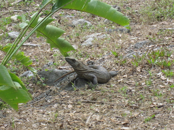 iguana poses