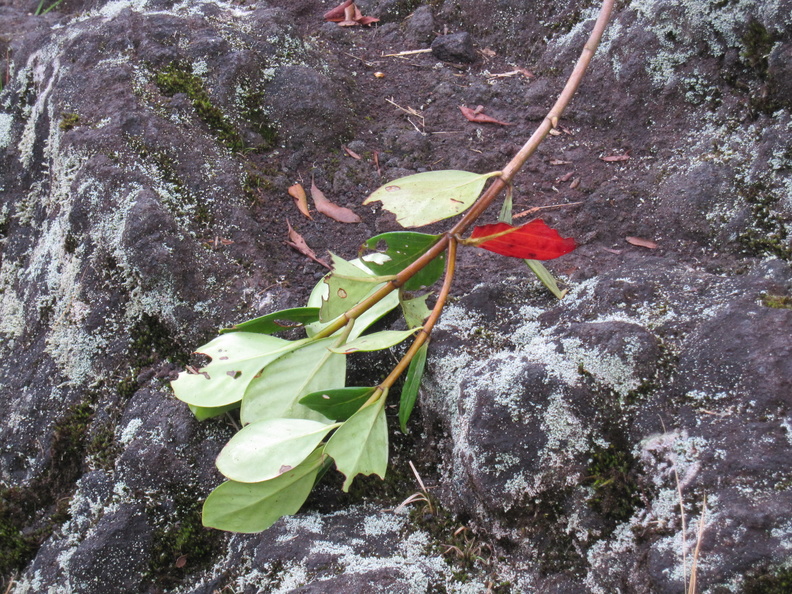 one red leaf