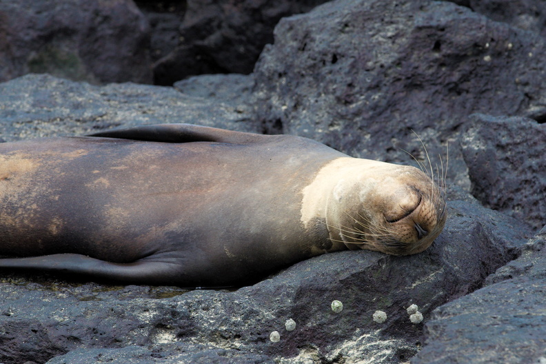 it's hard work being a sea lion