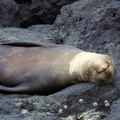 it's hard work being a sea lion