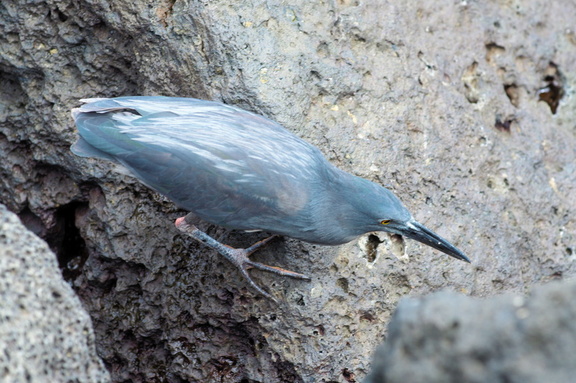 Galapagos heron aka lava heron