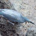 Galapagos heron aka lava heron