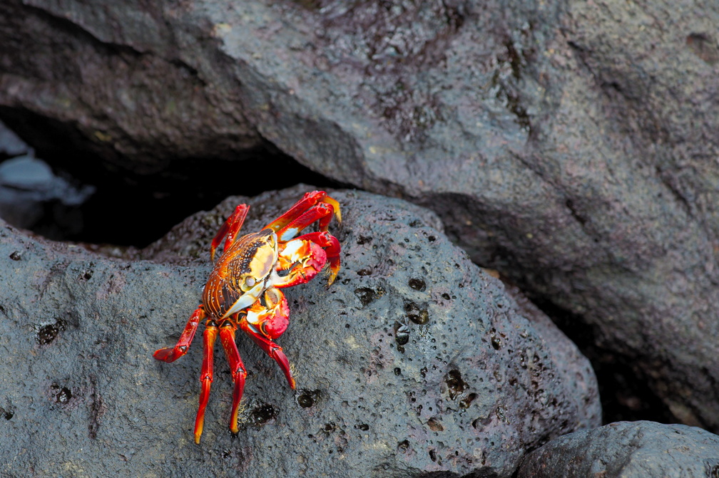 these crabs were really quite beautiful