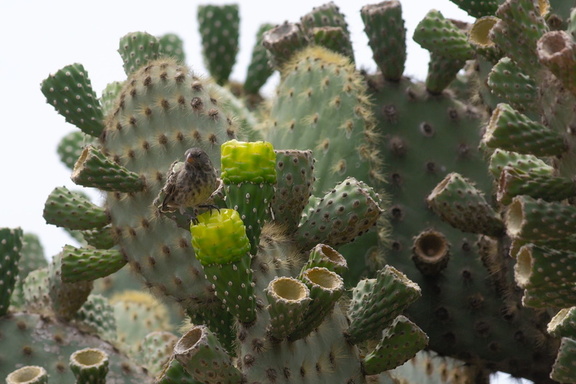 Cactus finch (female or immature), most likely