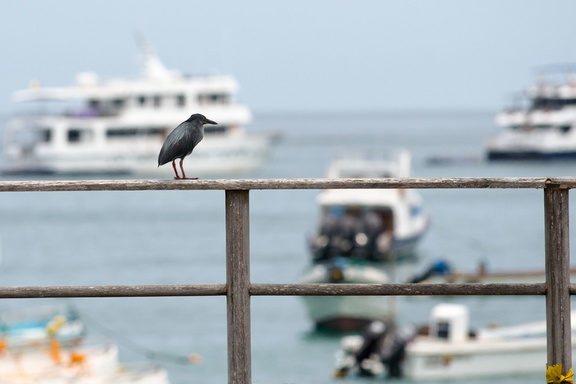 lava heron at the pier