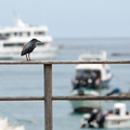 lava heron at the pier