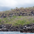 frigatebirds' cliffs