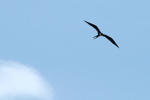 soaring frigatebird