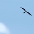 soaring frigatebird
