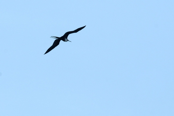 soaring frigatebird 2