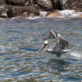 pelican take-off