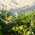 fearless yellow warbler
