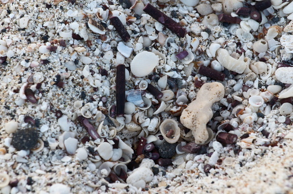 Mixed sand, coral, and shell beach