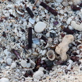 Mixed sand, coral, and shell beach