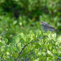 Another species of Darwin's finch