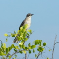 San Cristobal mockingbird