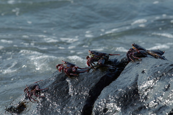 These are also Sally Lightfoot crabs, not yet mature