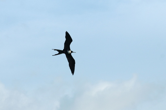 impressive frigatebird