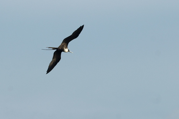 soaring frigatebird 3