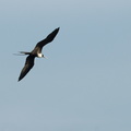 soaring frigatebird 3