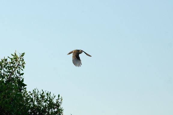 mockingbird in flight