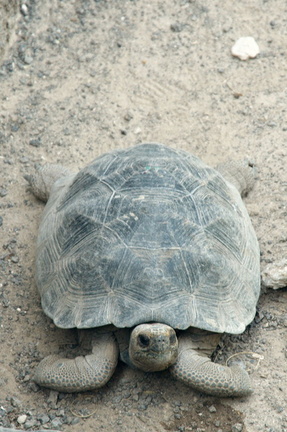 Young giant tortoise at breeding center