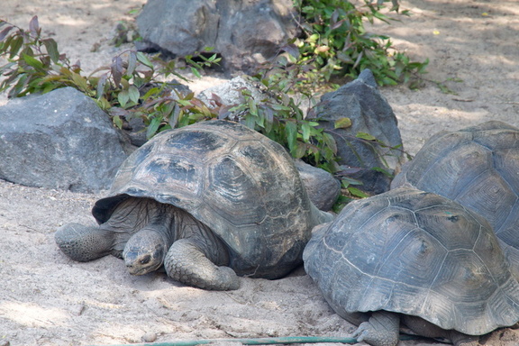 gang of tortoises