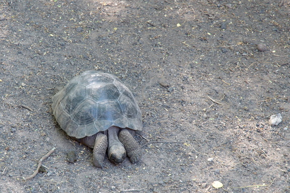 solo tortoise