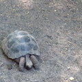solo tortoise