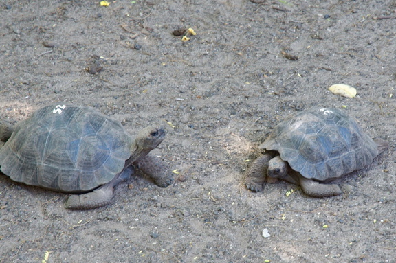 tortoise meeting