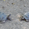 tortoise meeting