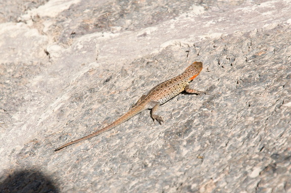 Lava lizard, female (note the red neck)