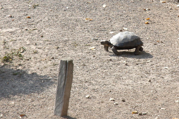 Young giant tortoise on the move