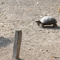 Young giant tortoise on the move