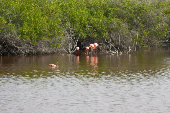 a group of flamingos is called a "pat"