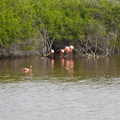 a group of flamingos is called a "pat"