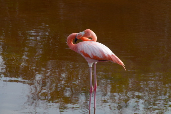 solitary flamingo